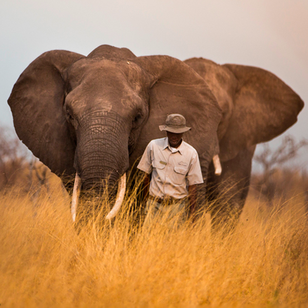 elephanthome elephanthome