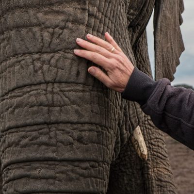 pexels-elephant-trunk-skin-care-big-158555-1024×683.jpeg pexels-elephant-trunk-skin-care-big-158555-1024x683.jpeg